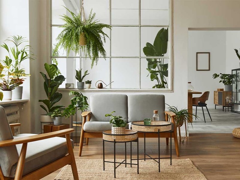 title-indoor-plant-for-living-room-design