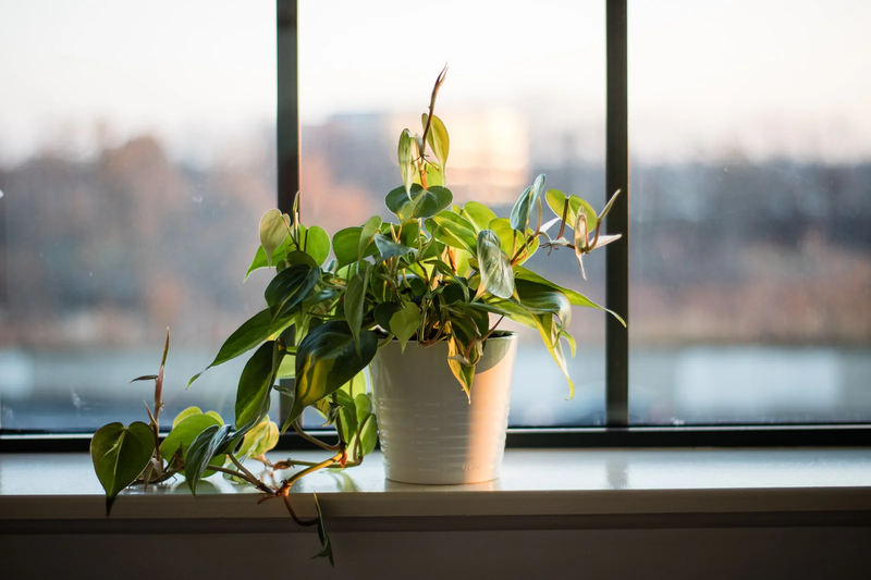 windowsill_plants